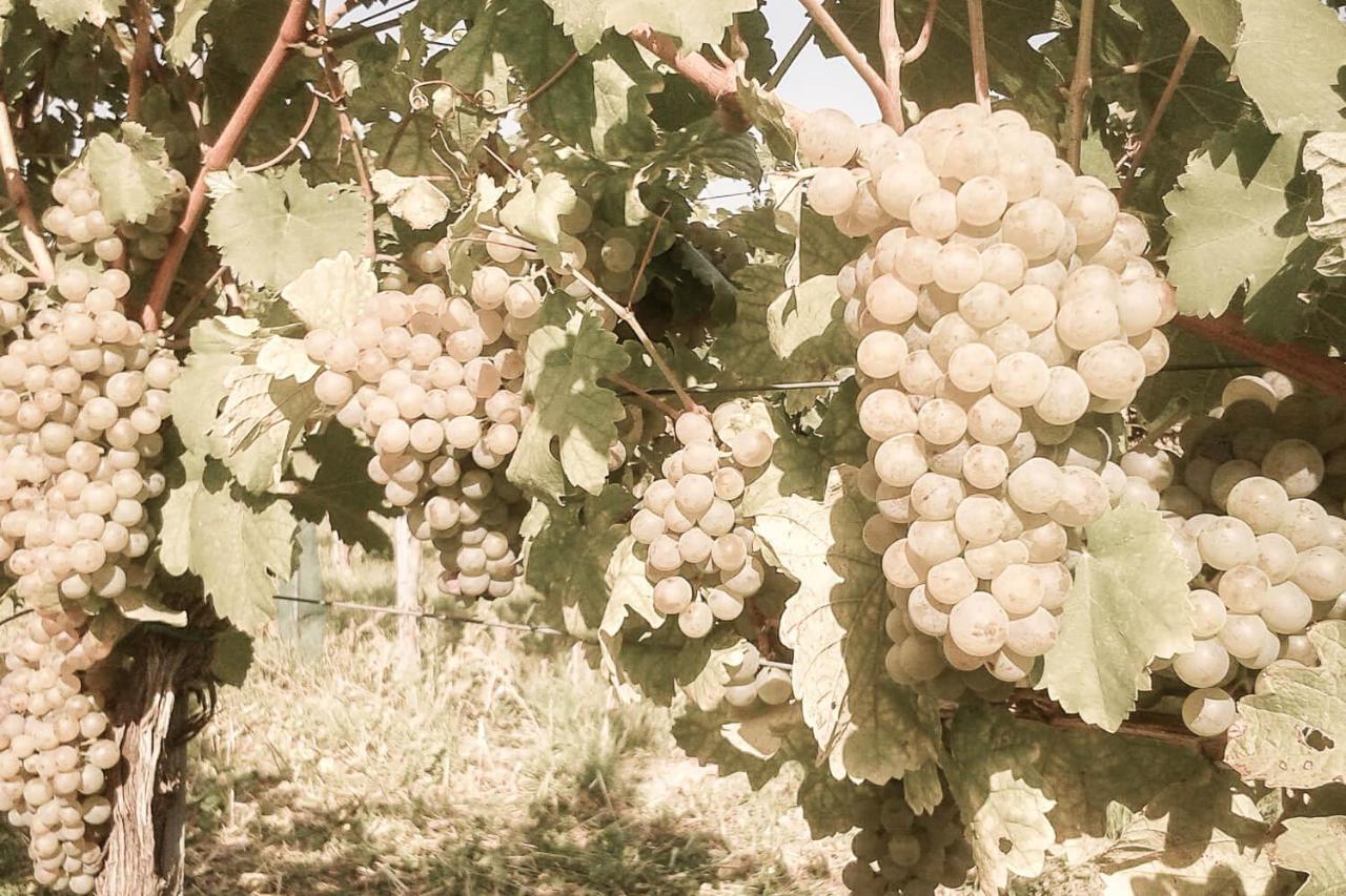 Ferienwohnung Am Weingut Eisenbock Strass  Buitenkant foto